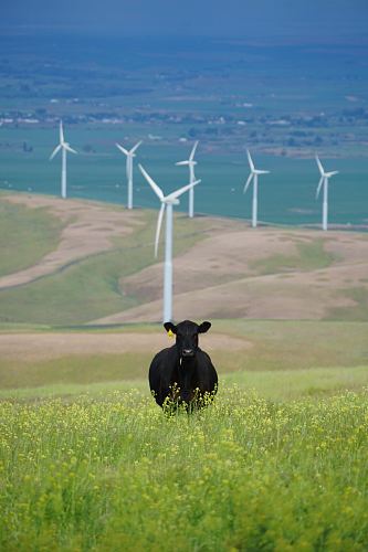 black cow on grass field under sunny sky